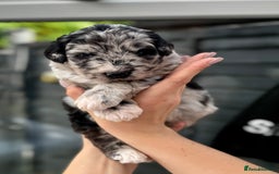 Bernedoodle dogs for sale: 🐾🐶 Stunning chunky bernedoodle babies 🐶🐾 - Image 4