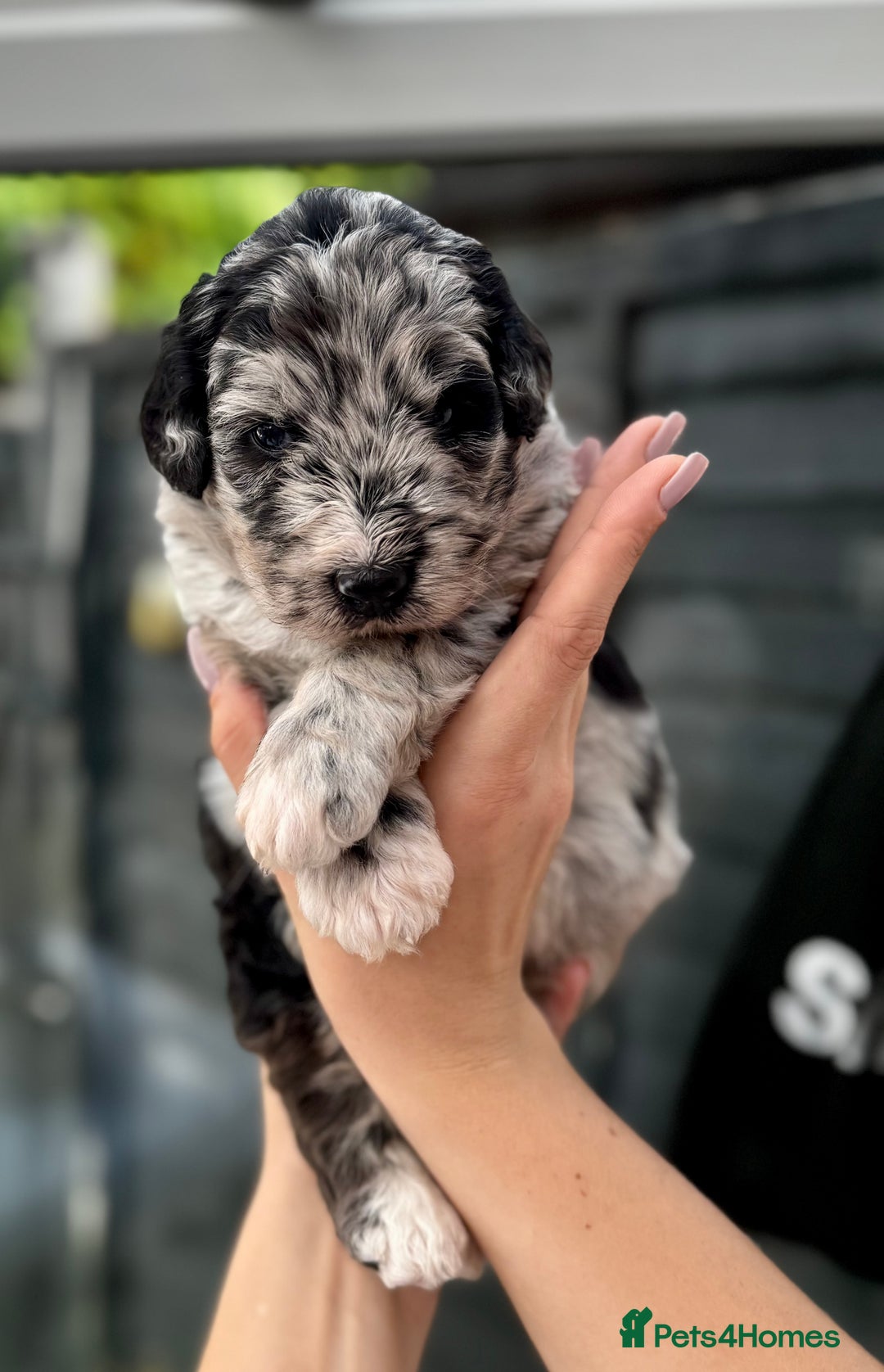 Bernedoodle dogs for sale: 🐾🐶 Stunning chunky bernedoodle babies 🐶🐾 - Image 4