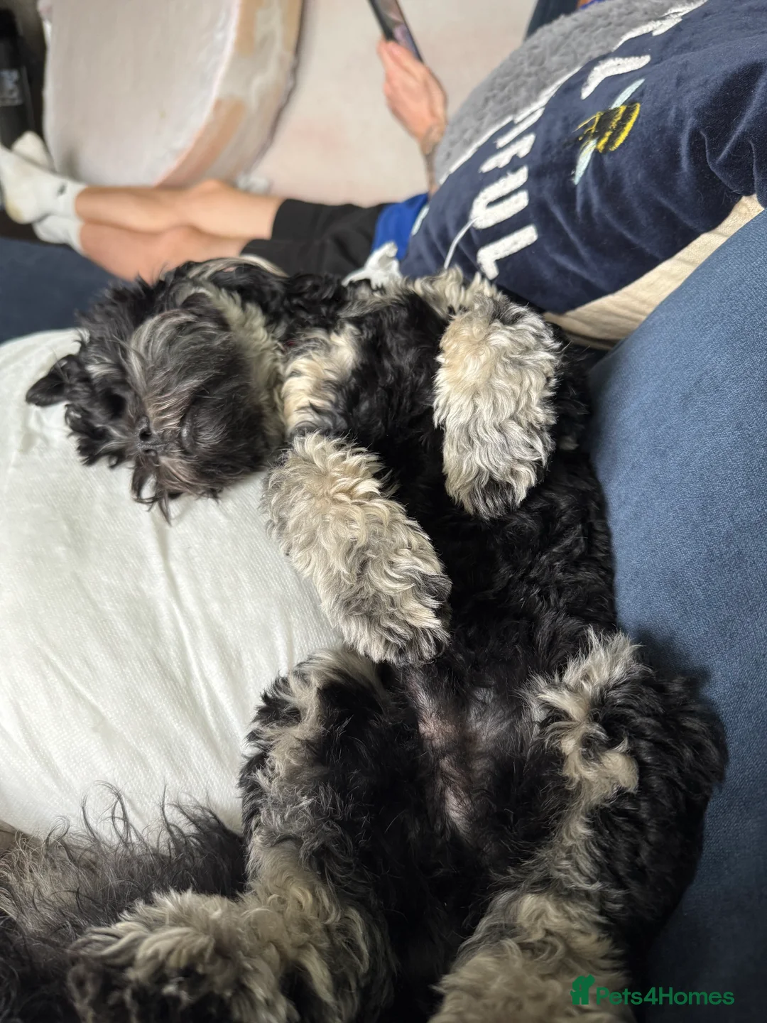 Shihpoo dogs for stud: gorgeous Shihpoo boy for studding  - Advert 4