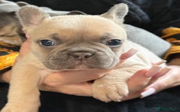 French Bulldog dogs for sale: Well bred French Bulldog Puppies  - Image 28