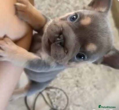 French Bulldog dogs French bulldog beauties  - Advert 1
