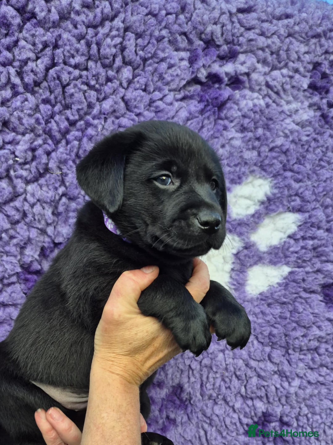 Labrador Retriever dogs for sale: KC Registered Labrador Retrievers 🖤💛 - Image 6