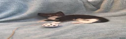Mixed Breed cats for sale: Beautiful Kittens VIDEOS - Advert 24