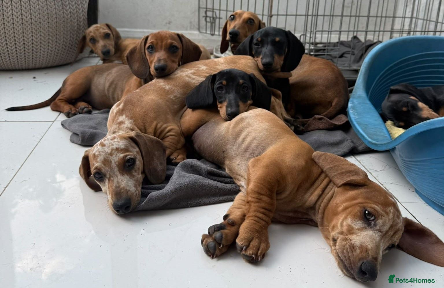 Dachshund dogs **PRICE DROP 3 PUPS LEFT, INC DAPPLES ONLY £800** - Advert 20