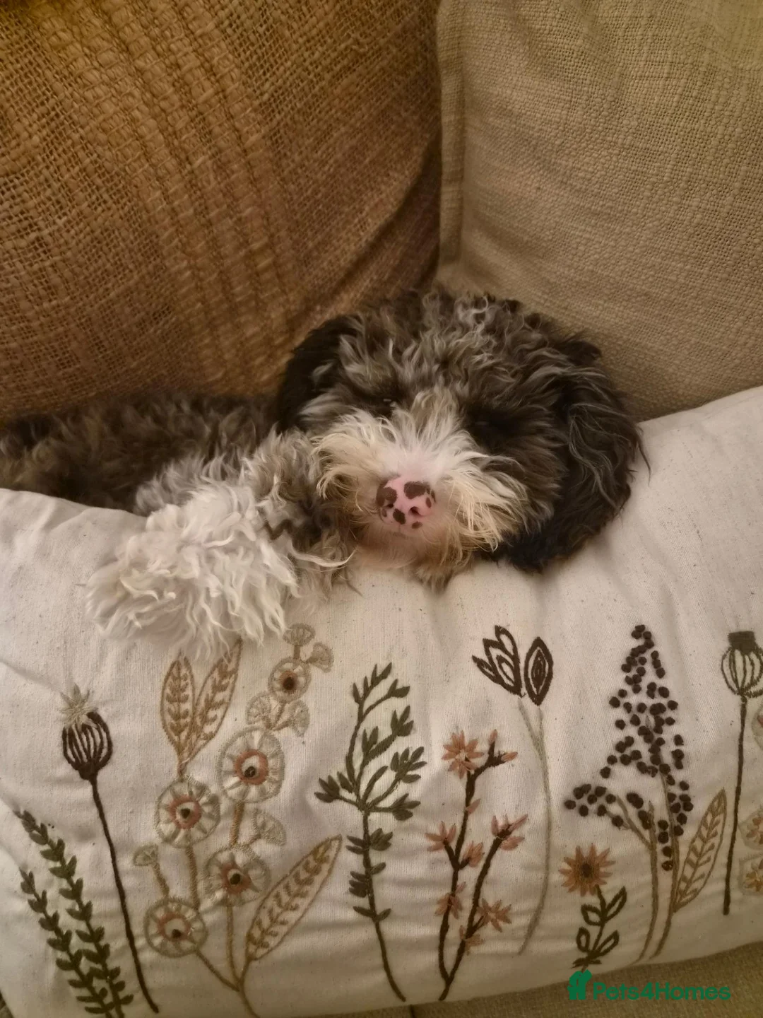Cockapoo dogs for sale: 7 Month Old Female Cockapoo  - Advert 3