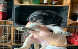 Bernedoodle dogs for sale: Standard Bernedoodle Blue Merle, Black White. - Image 14