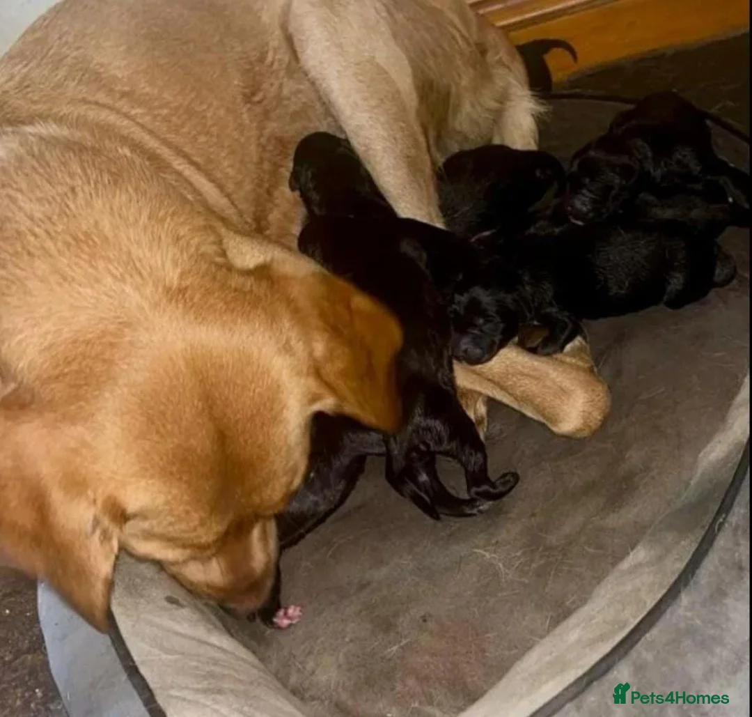 Labrador Retriever dogs for sale: GORGEOUS Dark Chocolate Labrador  - Advert 10