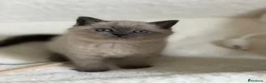 Scottish Fold Kitten 1