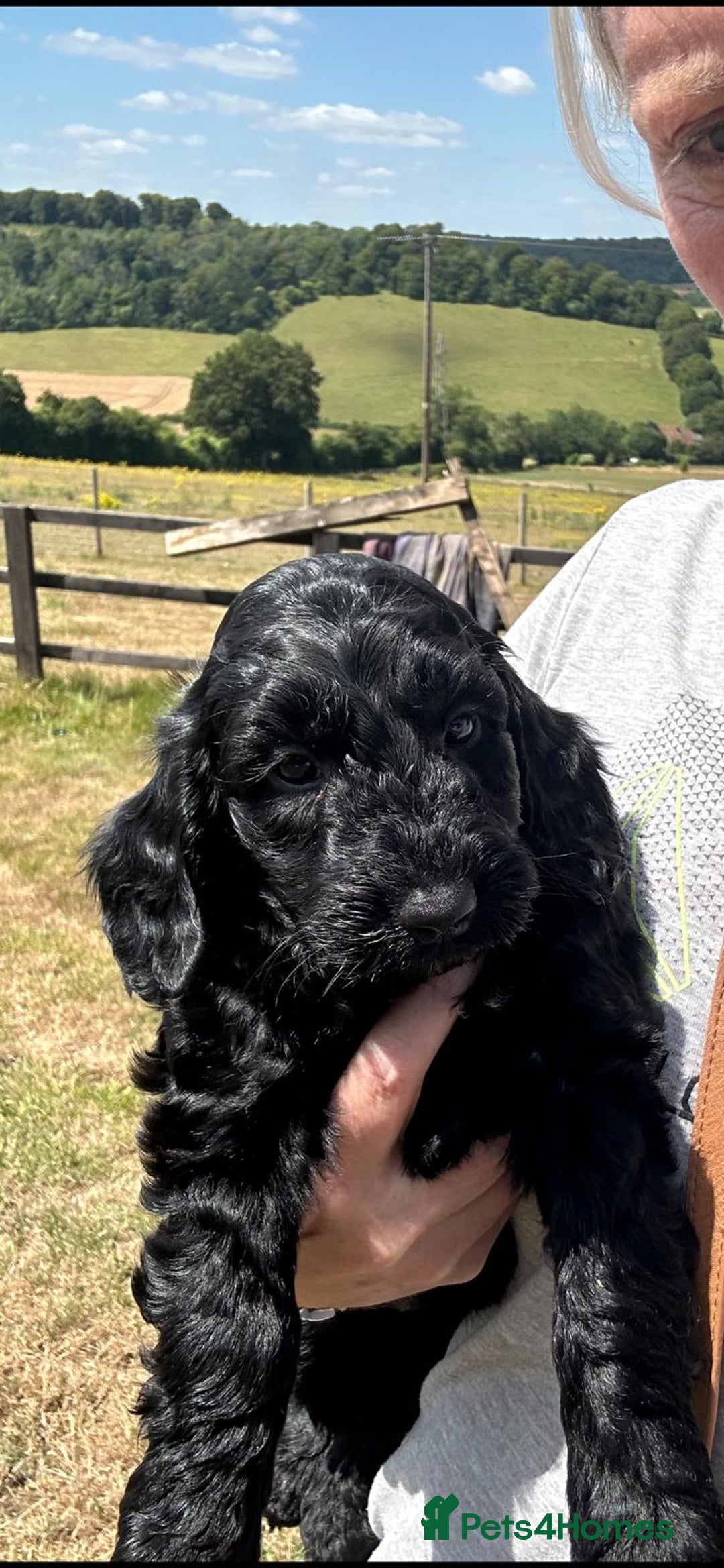 Cockapoo dogs for sale: F1 cockerpoos  - Image 17