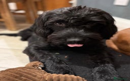 Mixed Breed dogs for sale: Walter the Cockerpoo -  ** .  - Advert 4