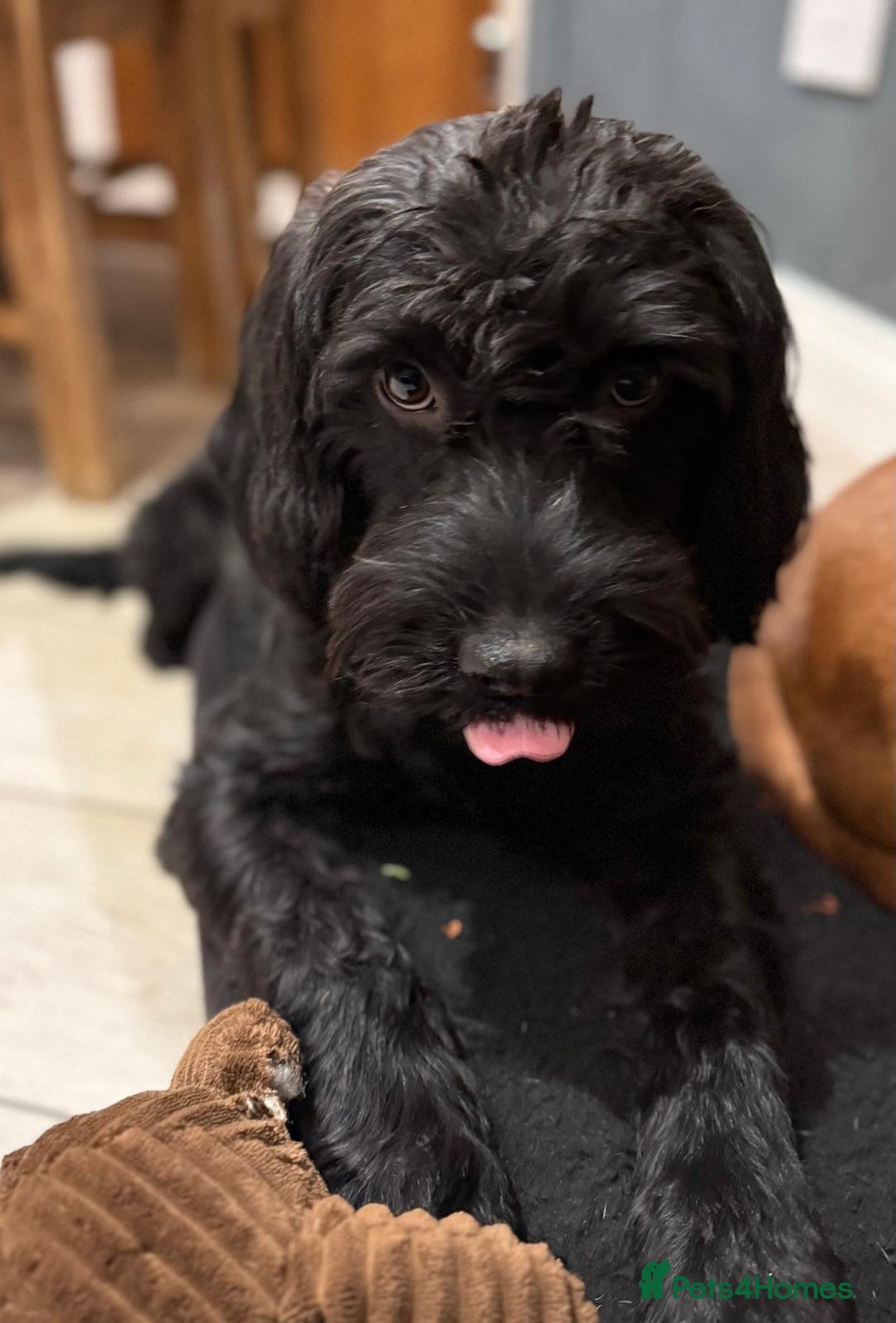 Mixed Breed dogs for sale: Walter the Cockerpoo -  ** .  - Advert 4