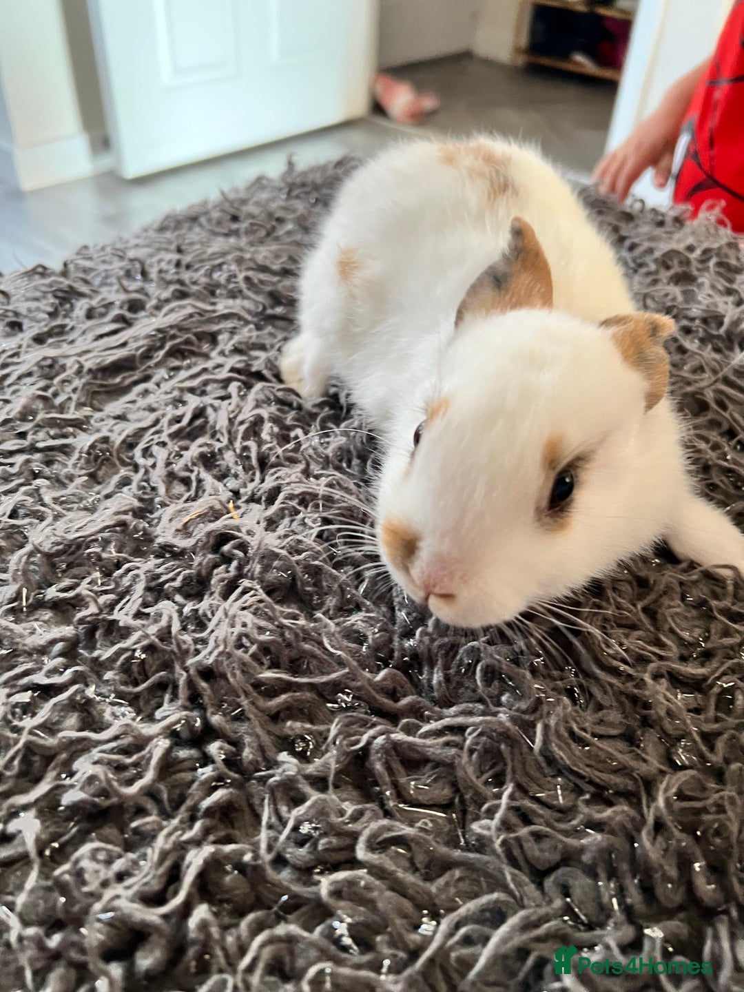 Dwarf Hotot rabbits for sale: Bunnies  in Newark - Image 10
