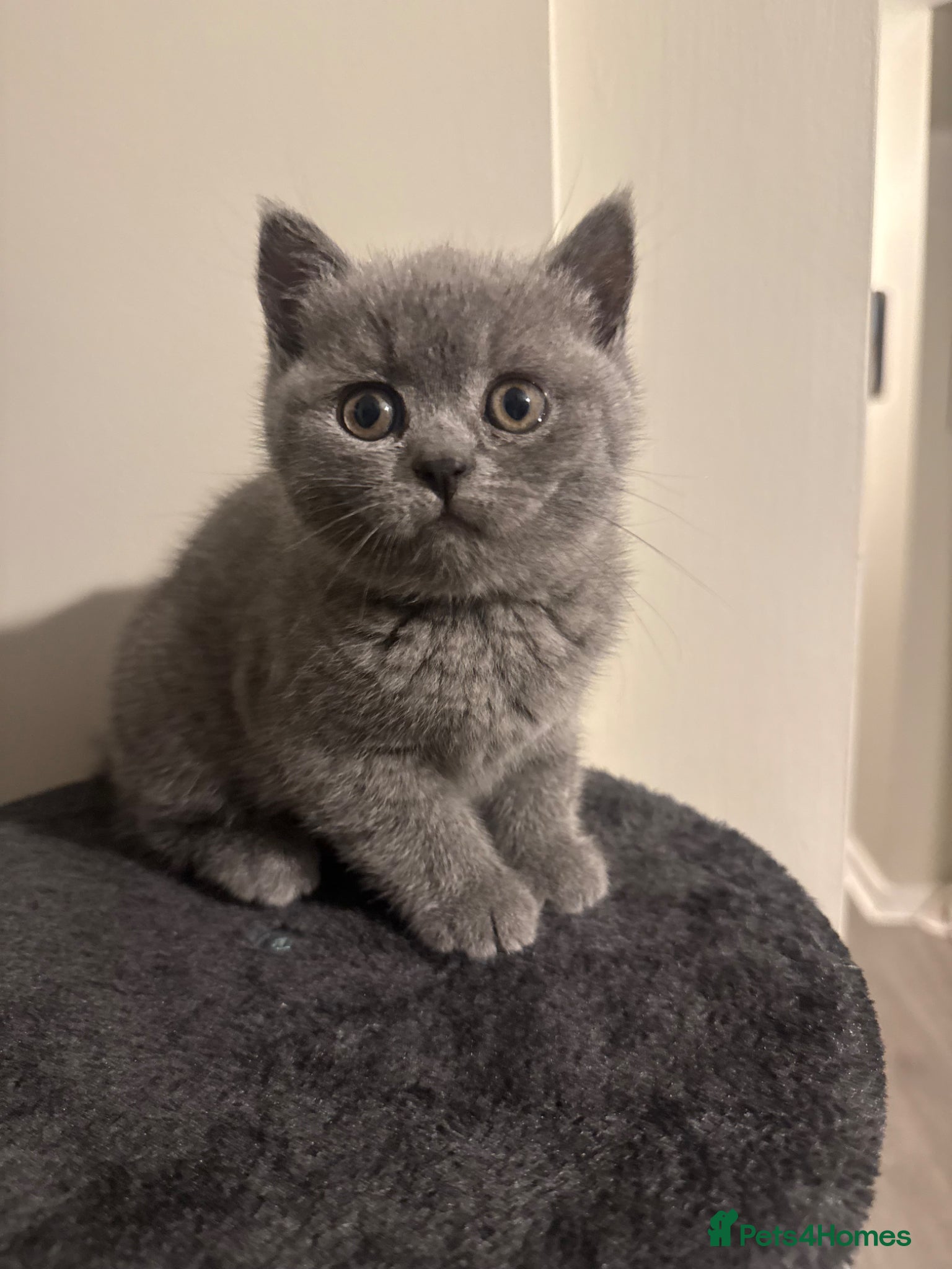 British Shorthair cats Beautiful British shorthair kittens  - Advert 17