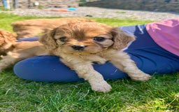 Cavalier King Charles Spaniel dogs for sale: Stunning cavalier King Charles spaniel puppies. - Image 9