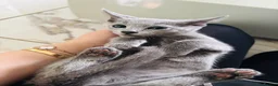 Russian Blue cats for sale: Top pedigree Instagram star Russian blue kittens - Advert 16