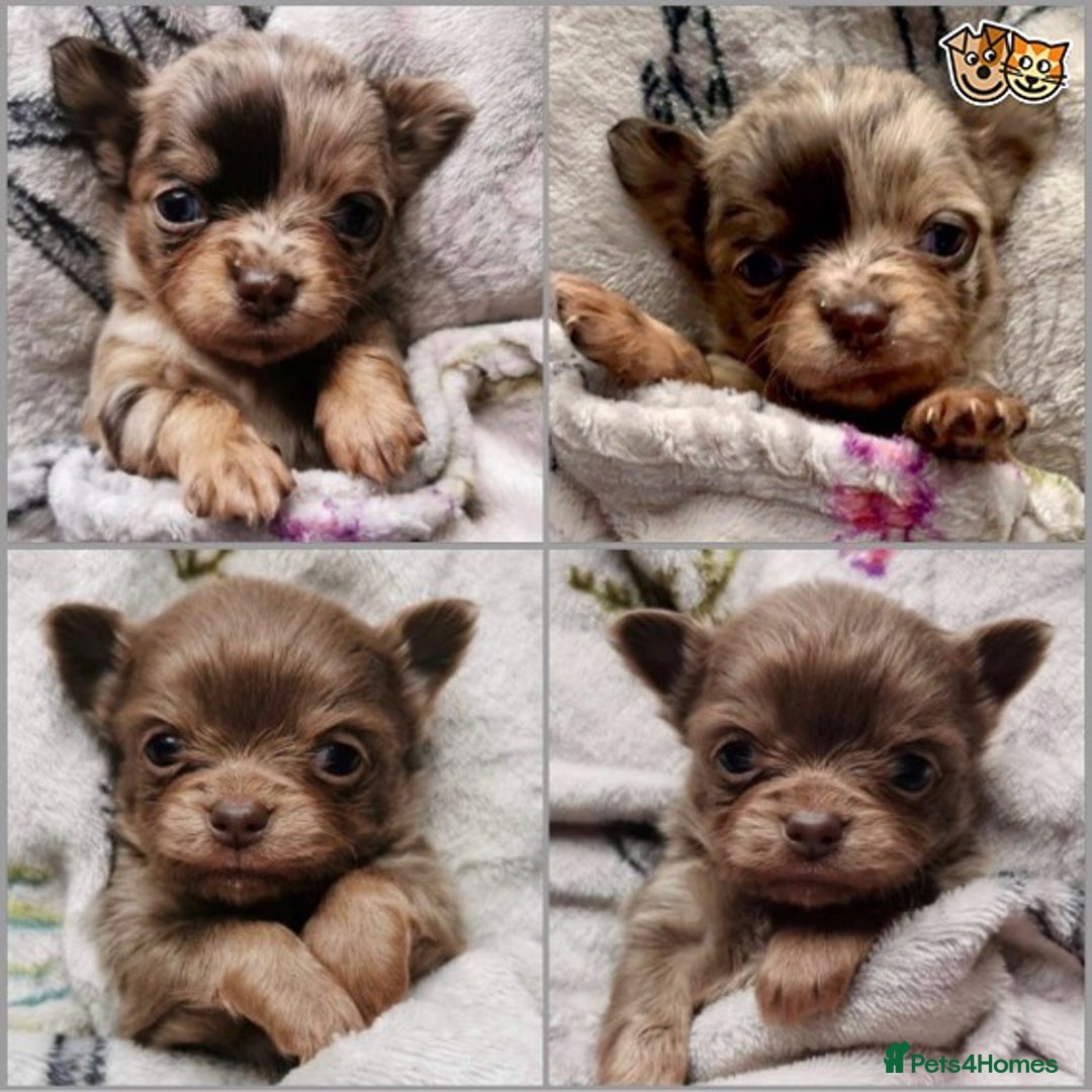 Chihuahua dogs for stud: KC Lilac Tri Long Coat Chihuahua Well Proven Stud in Washington - Advert 10