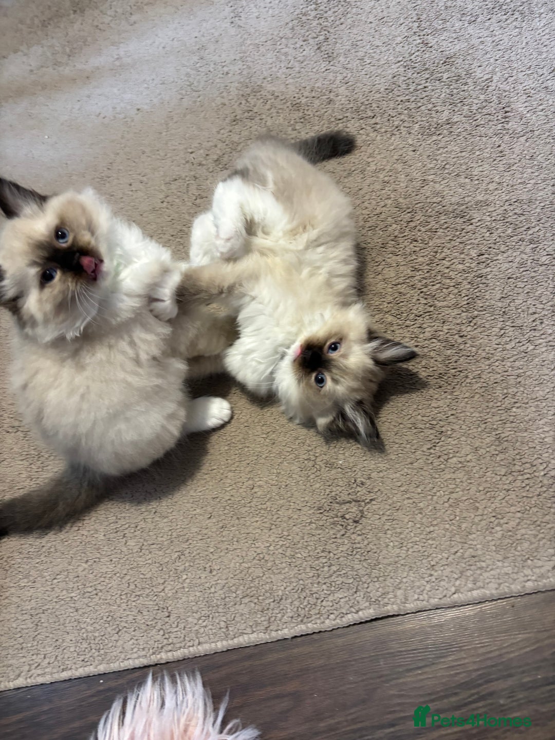 Ragdoll cats for sale: Pure Fluffy Ragdoll kittens - Advert 1