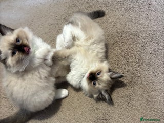 Ragdoll cats Pure Fluffy Ragdoll kittens - Advert 1