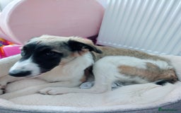 Mixed Breed dogs for sale: Mixed breed 10 month old pup - Image 8