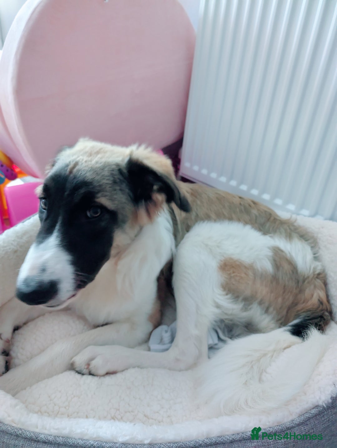 Mixed Breed dogs for sale: Mixed breed 10 month old pup - Image 8