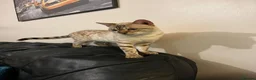 Bengal cats for sale: Bengal Kittens  - Advert 9