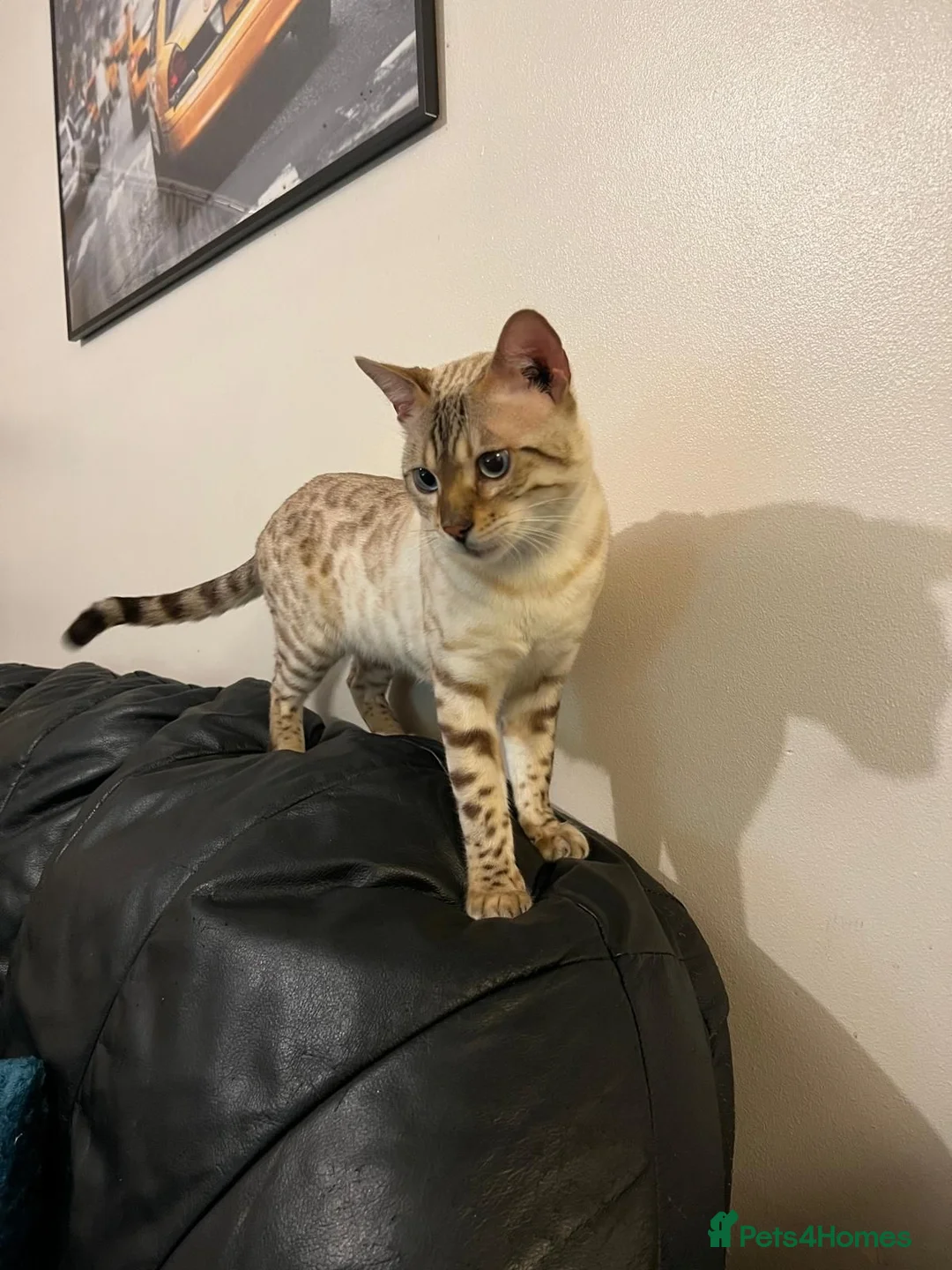 Bengal cats for sale: Bengal Kittens  - Advert 9