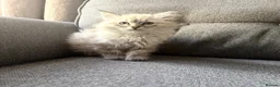Siberian cats for sale: Stunning Pure Siberian Kittens- Hypoallergenic - Advert 9
