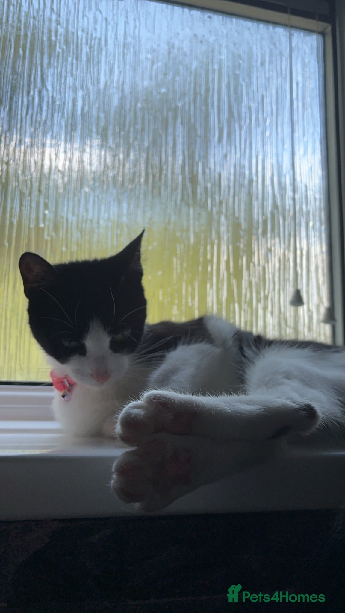 Domestic Shorthair cats Rehoming my loving cat - Advert 15