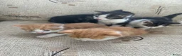 Mixed Breed cats for sale: Kittens - Advert 5