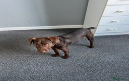 Patterdale Terrier dogs for sale: Female Patterdale Pup - Image 3