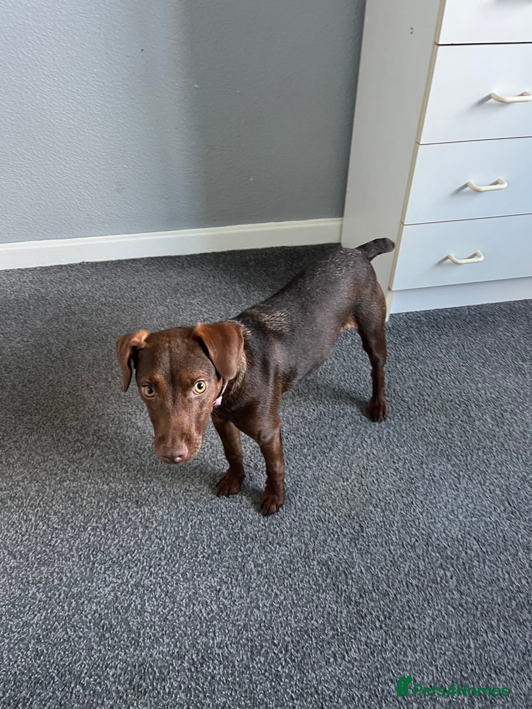 Patterdale Terrier dogs for sale: Female Patterdale Pup - Image 3