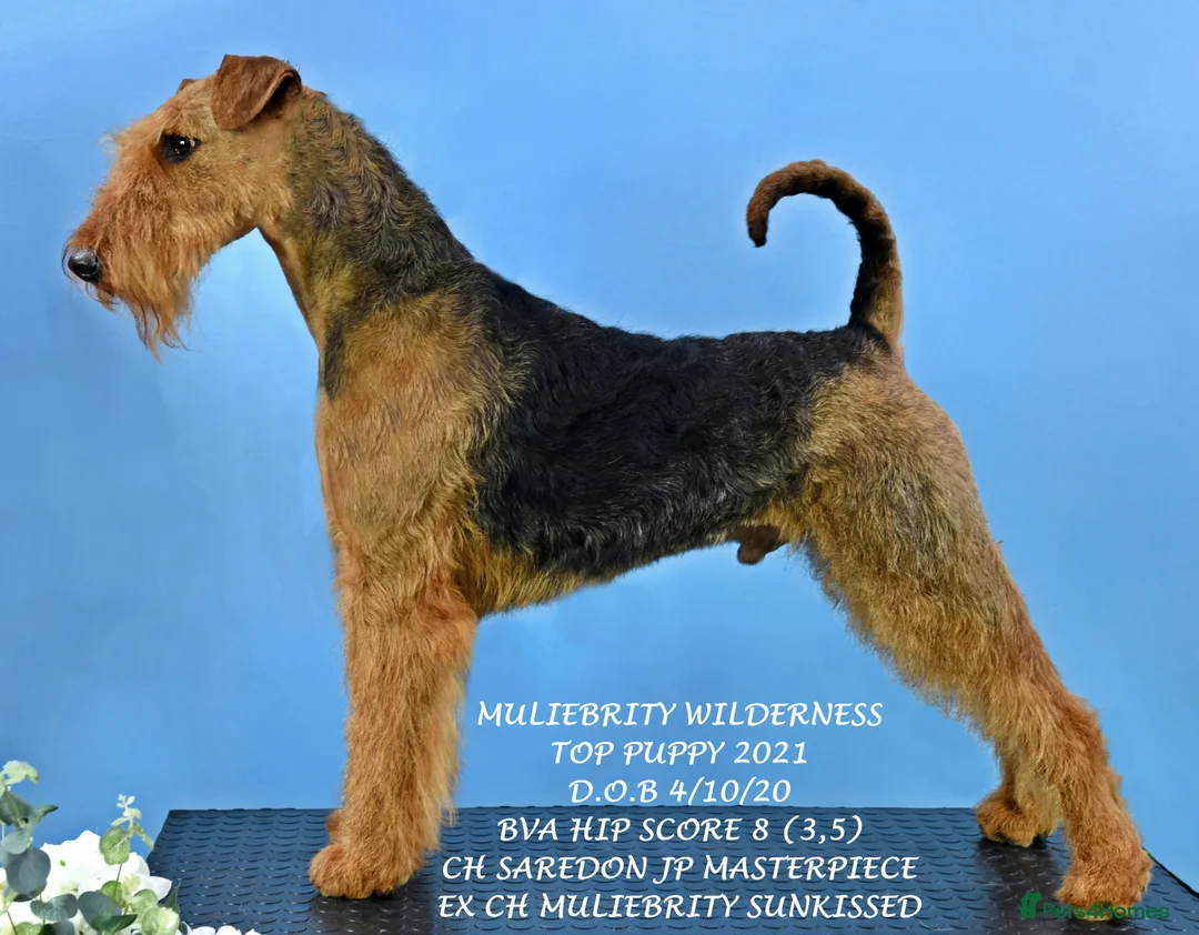 Airedale Terrier dogs for stud: Airedale Terrier Champion Stud Dog - Advert 2