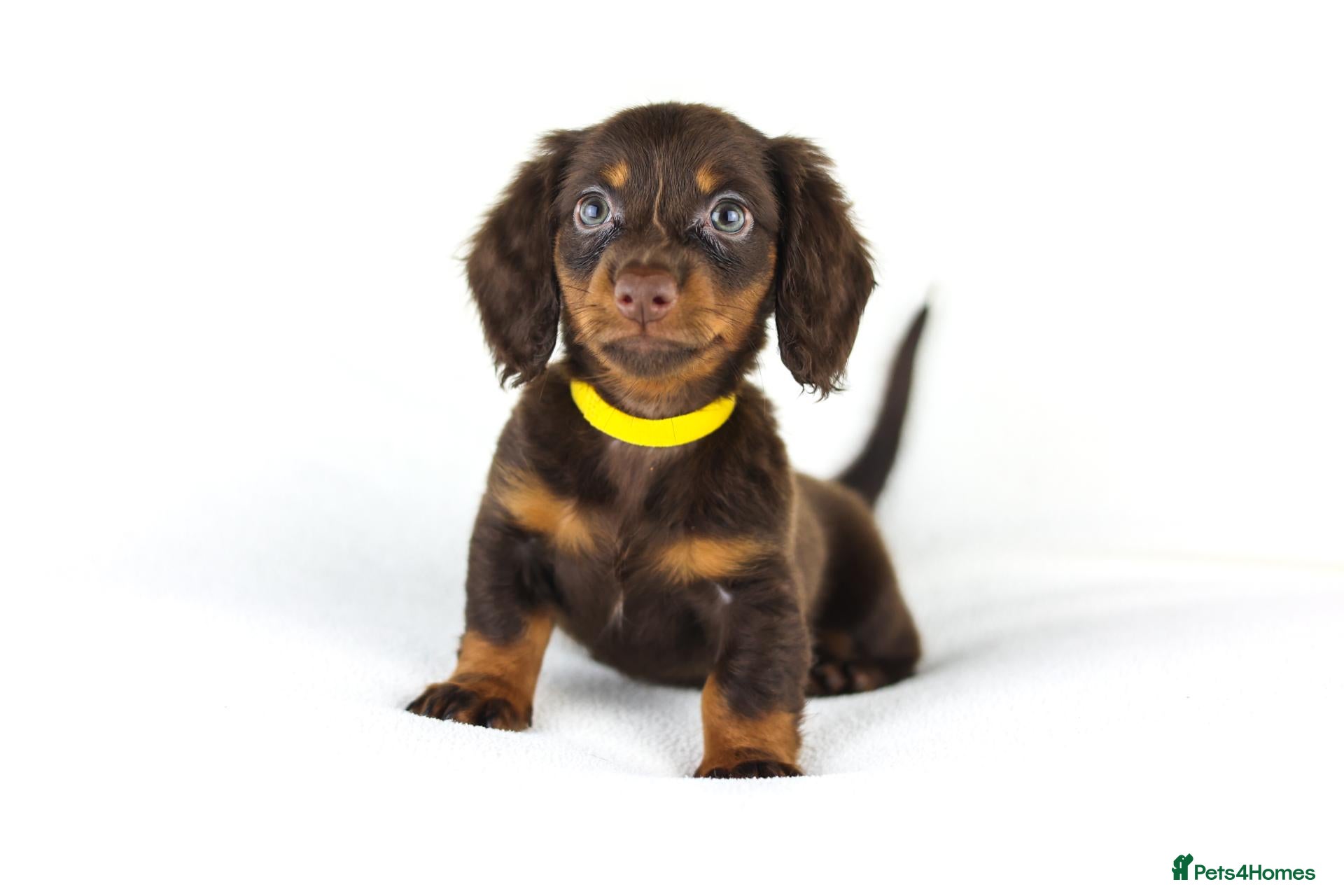 Miniature Dachshund dogs 4 male Dachshunds - Advert 2