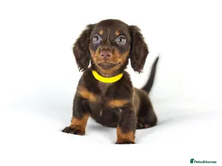 Miniature Dachshund dogs 4 male Dachshunds - Advert 2