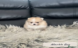 Pomeranian dogs for sale: 🐻Stunning 🤩 Champion Line🏅Teddy Face 🧸 - Image 9