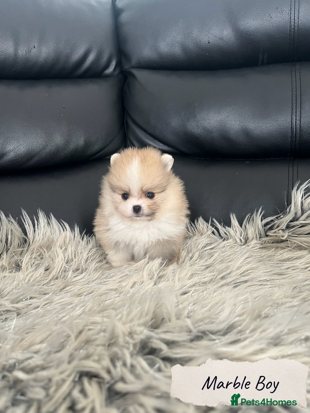 Pomeranian dogs for sale: 🐻Stunning 🤩 Champion Line🏅Teddy Face 🧸 - Image 9