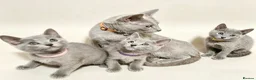 Russian Blue cats for sale: Pedigree Russian Blue kittens  - Advert 3