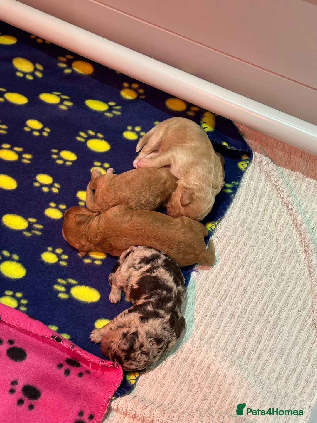 Cavapoo dogs for sale: F1B Cavapoo Puppies - Advert 19