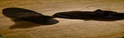 Mixed Breed cats for sale: 6 black kittens  - Advert 10