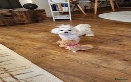 Maltese dogs for sale: Maltese Girls - Image 8