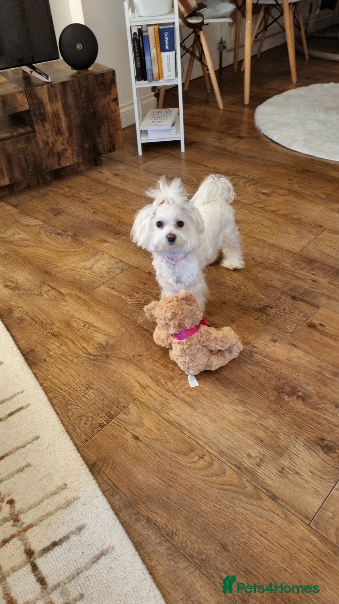 Maltese dogs for sale: Maltese Girls - Image 8