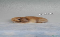 Mini Lop rabbits for sale: Stunning pure breed mini lops - Image 8