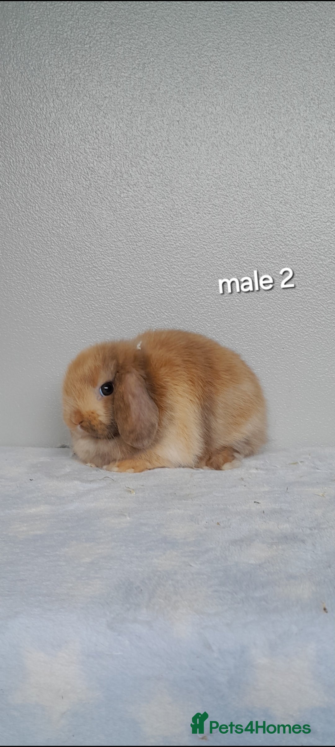 Mini Lop rabbits for sale: Stunning pure breed mini lops - Image 8