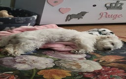 Maltese dogs for sale: Beautiful maltese male 6mnths old - Advert 4