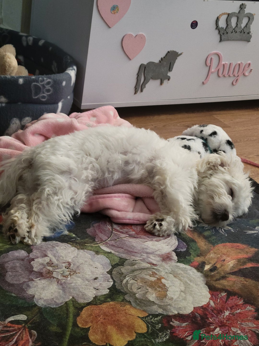 Maltese dogs for sale: Beautiful maltese male 6mnths old - Advert 4