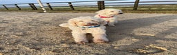 Goldendoodle dogs for sale: Golden doodle puppies  - Advert 8