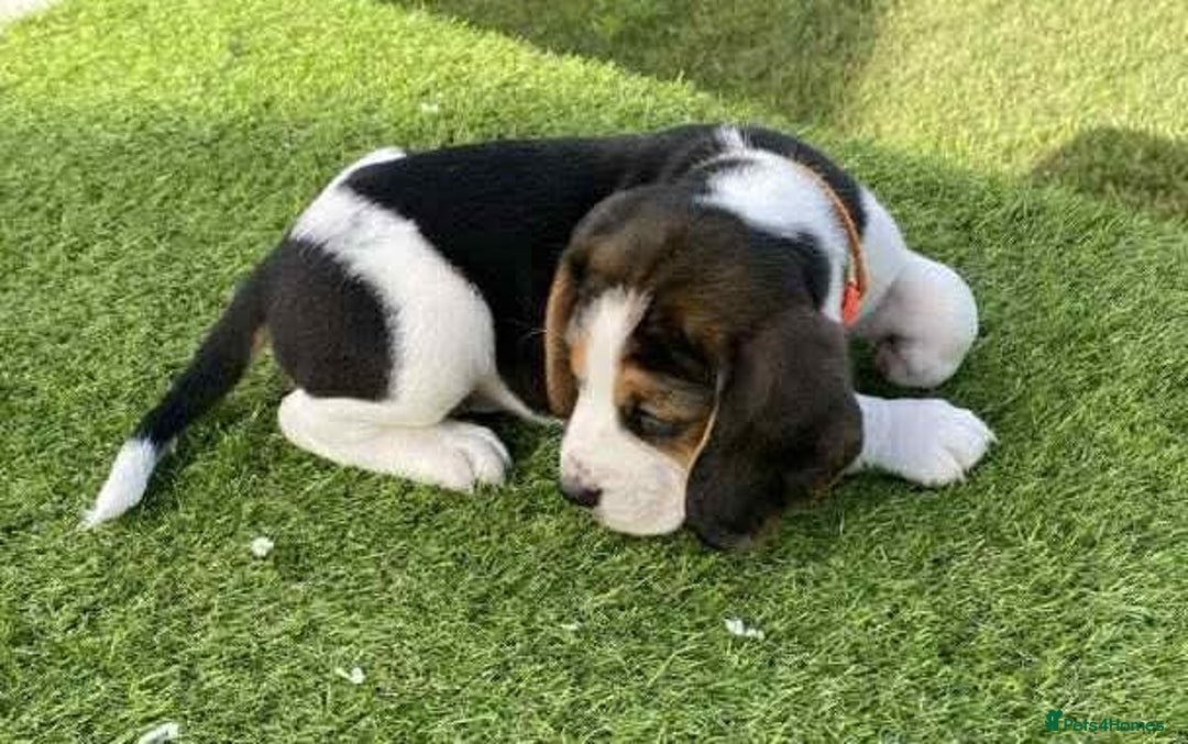 Beagle dogs for sale: Beagle puppies pure breed  - Image 4