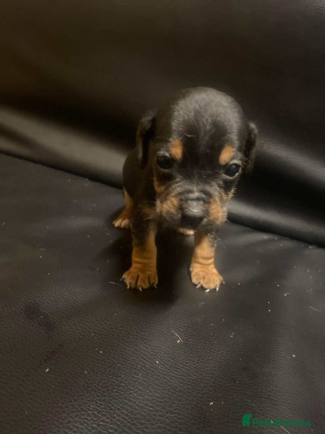 Jack Russell dogs for sale: 6 Jack Russell puppy’s  - Advert 7