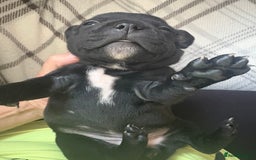 Staffordshire Bull Terrier dogs for sale: 8 Staffordshire Bull Terriers  - Image 9