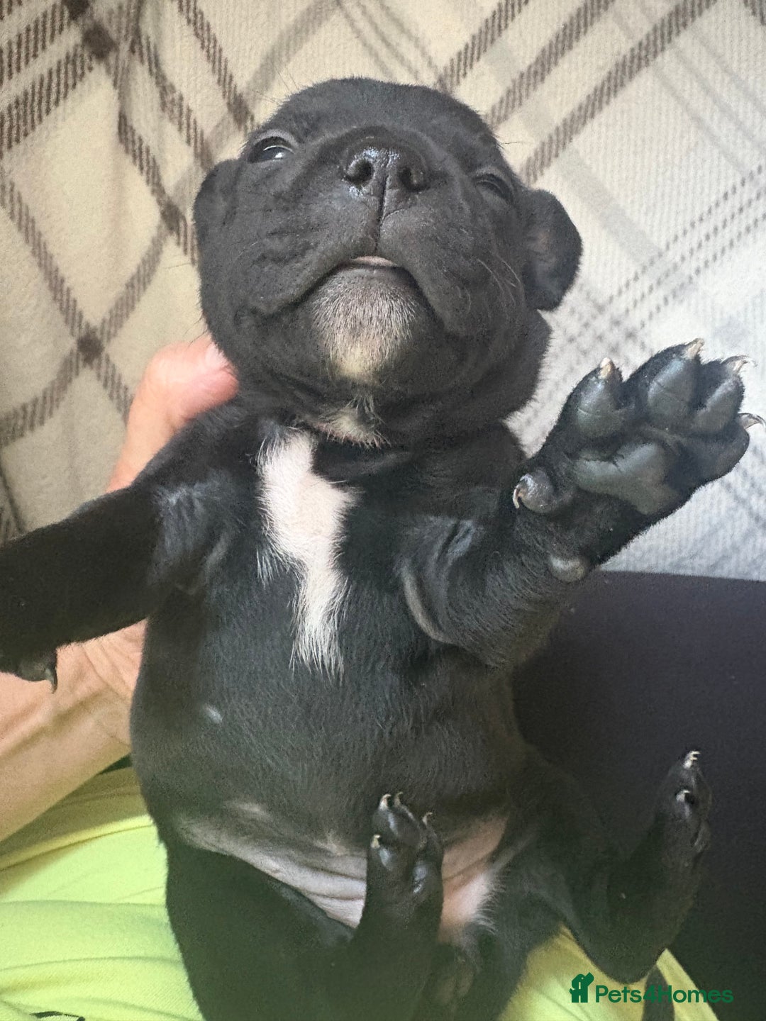 Staffordshire Bull Terrier dogs for sale: 8 Staffordshire Bull Terriers  - Image 9